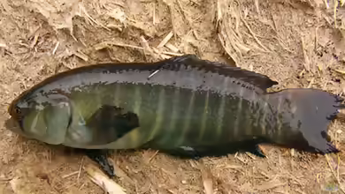 Austrolebias cheradophilus im Aquarium halten
