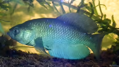 Austrolebias cinereus im Aquarium halten