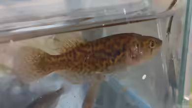 Austrolebias elongatus im Aquarium halten
