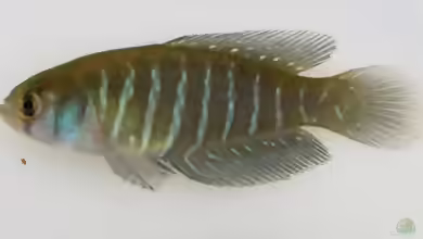 Austrolebias juanlangi im Aquarium halten