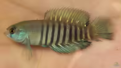 Austrolebias luteoflammulatus im Aquarium halten