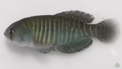 Austrolebias melanoorus im Aquarium halten