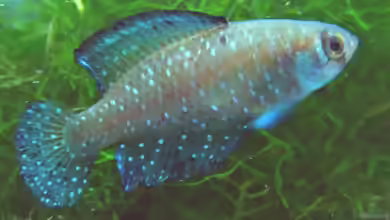 Austrolebias nigripinnis im Aquarium halten