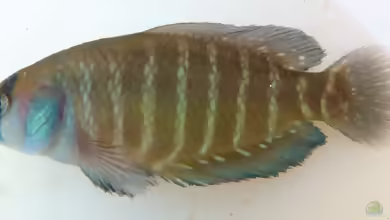 Austrolebias queguay im Aquarium halten