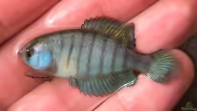 Austrolebias reicherti im Aquarium halten