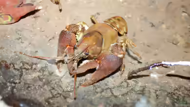 Austropotamobius pallipes im Gartenteich halten