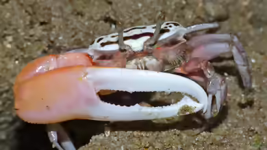 Austruca annulipes im Aquaterrarium halten