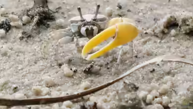 Austruca perplexa im Aquaterrarium halten