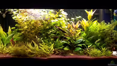 Authentic Jungle von SleazeRocker