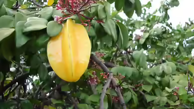 Averrhoa carambola im Garten pflanzen