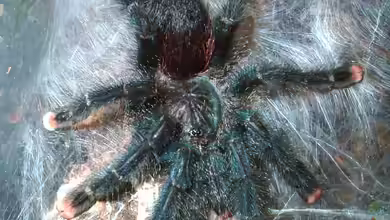Avicularia metallica im Terrarium halten
