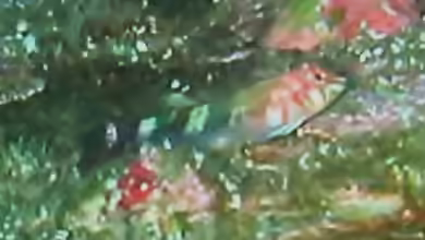 Axoclinus cocoensis im Aquarium halten