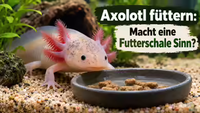 Axolotl füttern: Macht eine Futterschale Sinn?