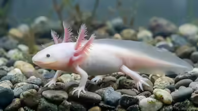 Axolotl im Aquarium halten