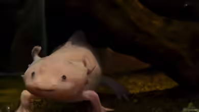 Axolotl-Wohlfühloase: Die Magie der Richtigen Wassertemperatur für Deine Wassersalamander