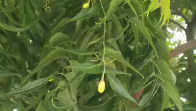 Azadirachta indica im Garten pflanzen
