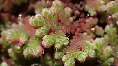 Azolla caroliniana am Gartenteich