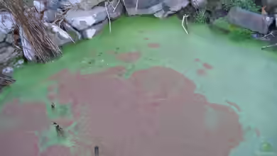 Azolla cristata im Aquarium