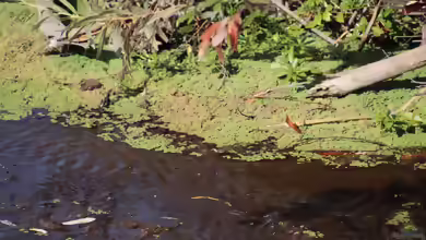 Azolla filiculoides im Aquarium