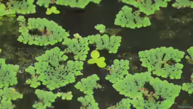 Azolla pinnata im Aquarium oder Teich