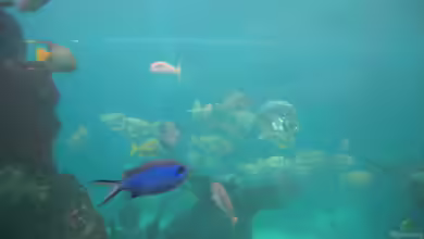 Azurina cyanea im Aquarium halten