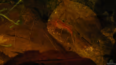 Bachlauf (aufgelöst) von Zapfenmanderl