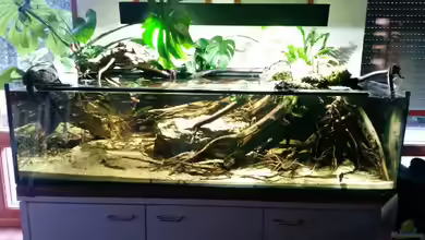 Bachlauf Riparium von Markaroni