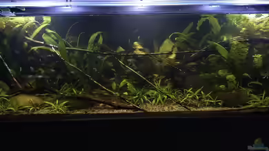 Back to the roots - Restart von Blackwater