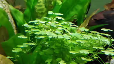 Bacopa australis im Aquarium