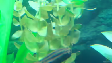 Bacopa caroliniana im Aquarium
