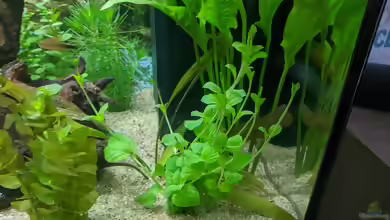 Bacopa monnieri am Gartenteich