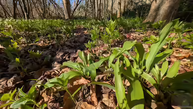 Bärlauch sammeln oder im Garten pflanzen