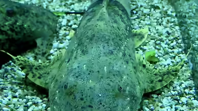 Bagarius bagarius im Aquarium halten