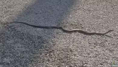Bahamanatter: Cubophis vudii im Terrarium halten
