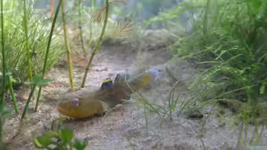Bakterielle Infektionen bei Zierfischen