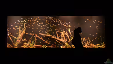 Balance statt Zufall - Raumklima clever planen - für Mensch, Aquarium & Technik
