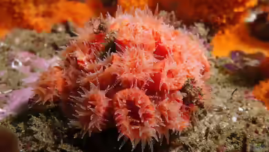 Balanophyllia bairdiana im Aquarium halten