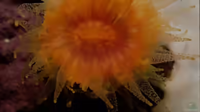 Balanophyllia bonaespei im Aquarium halten