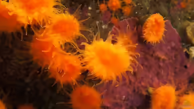 Balanophyllia elegans im Aquarium halten