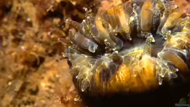Balanophyllia europaea im Aquarium halten