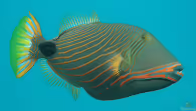 Balistapus undulatus im Aquarium halten