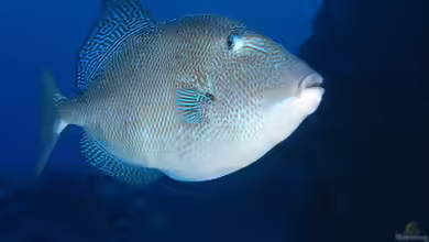 Balistes capriscus im Aquarium halten