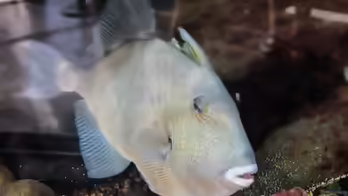 Balistes polylepis im Aquarium halten