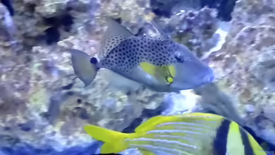 Balistes punctatus im Aquarium halten