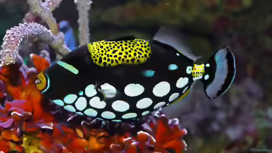 Balistoides conspicillum im Aquarium halten