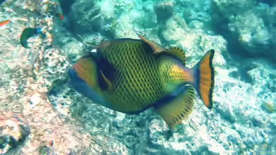 Balistoides viridescens im Aquarium halten