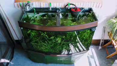 Balkonoase 2018 (AUFGELÖST!) von Mike Steidl