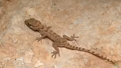Baluch-Felsengecko: Bunopus tuberculatus im Terrarium halten