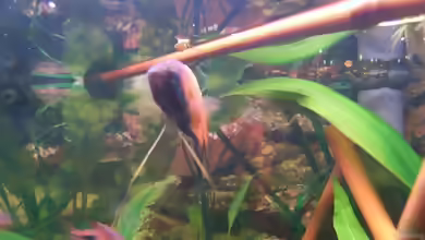 Bambus als Deko im Aquarium