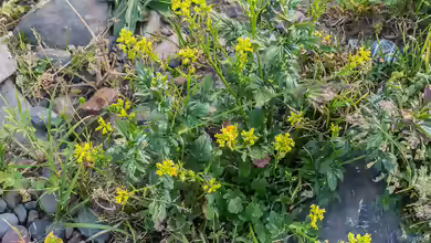 Barbarea verna im Garten pflanzen